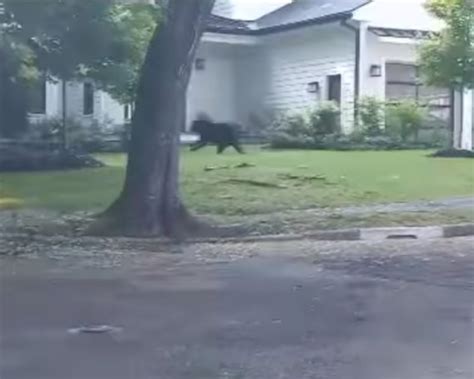 A black bear was spotted running through Newton: ‘Please do not approach the bear’